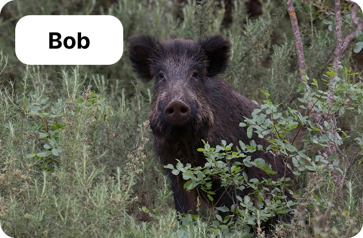 Bob the wild boar