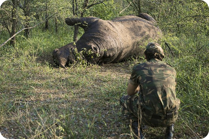 Anti-poaching conservation scene